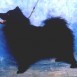 Eurasier de Eurasipomer